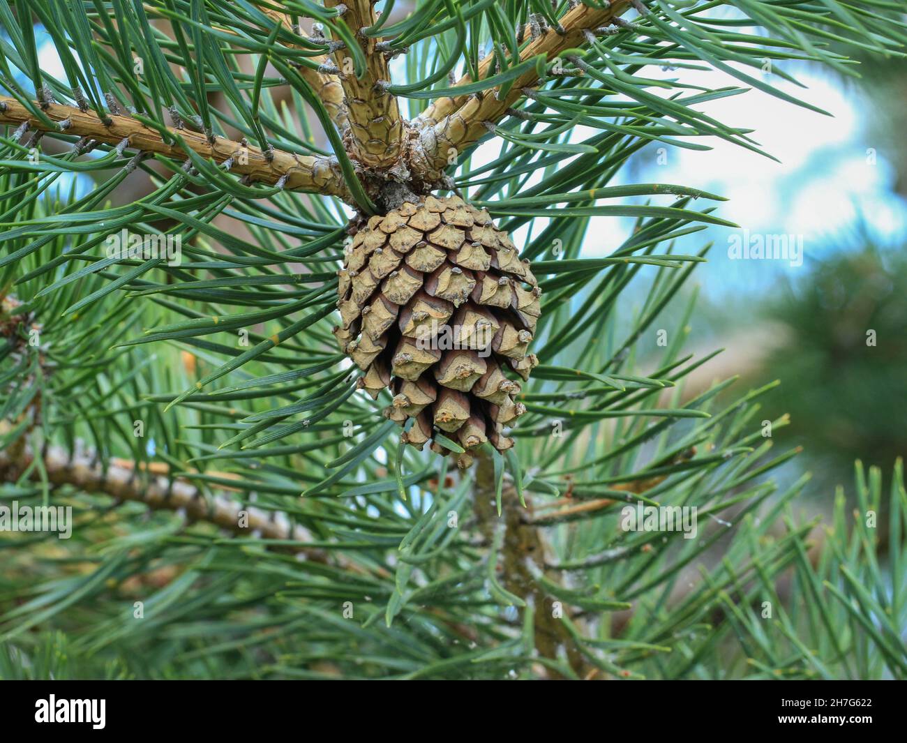 Cône de semence mûr mûr brun de pin sylvestre, Pinus sylvestris dans le parc national de Tara, dans l'ouest de la Serbie Banque D'Images