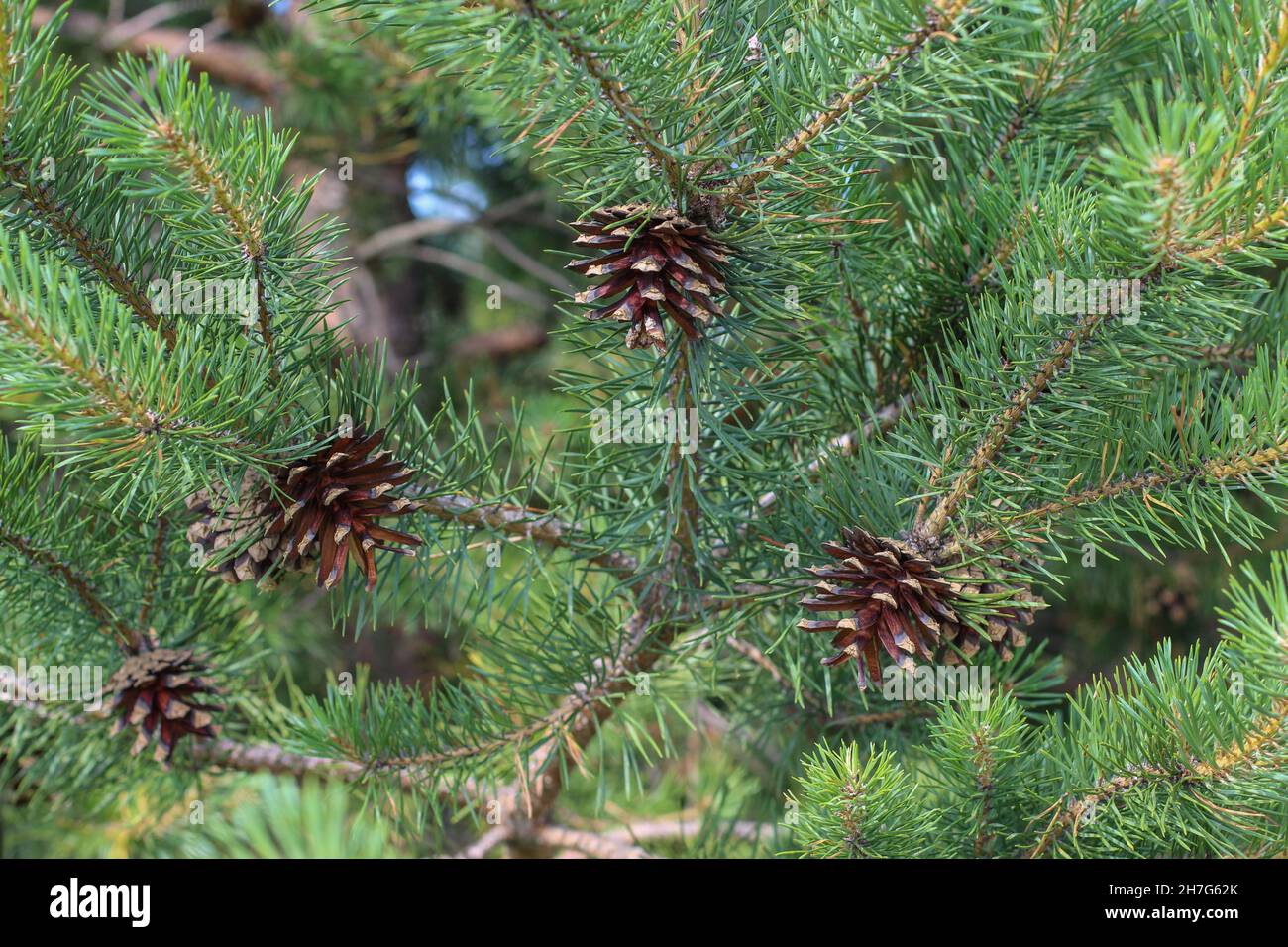 Cône de semence mûr mûr brun de pin sylvestre, Pinus sylvestris dans le parc national de Tara, dans l'ouest de la Serbie Banque D'Images