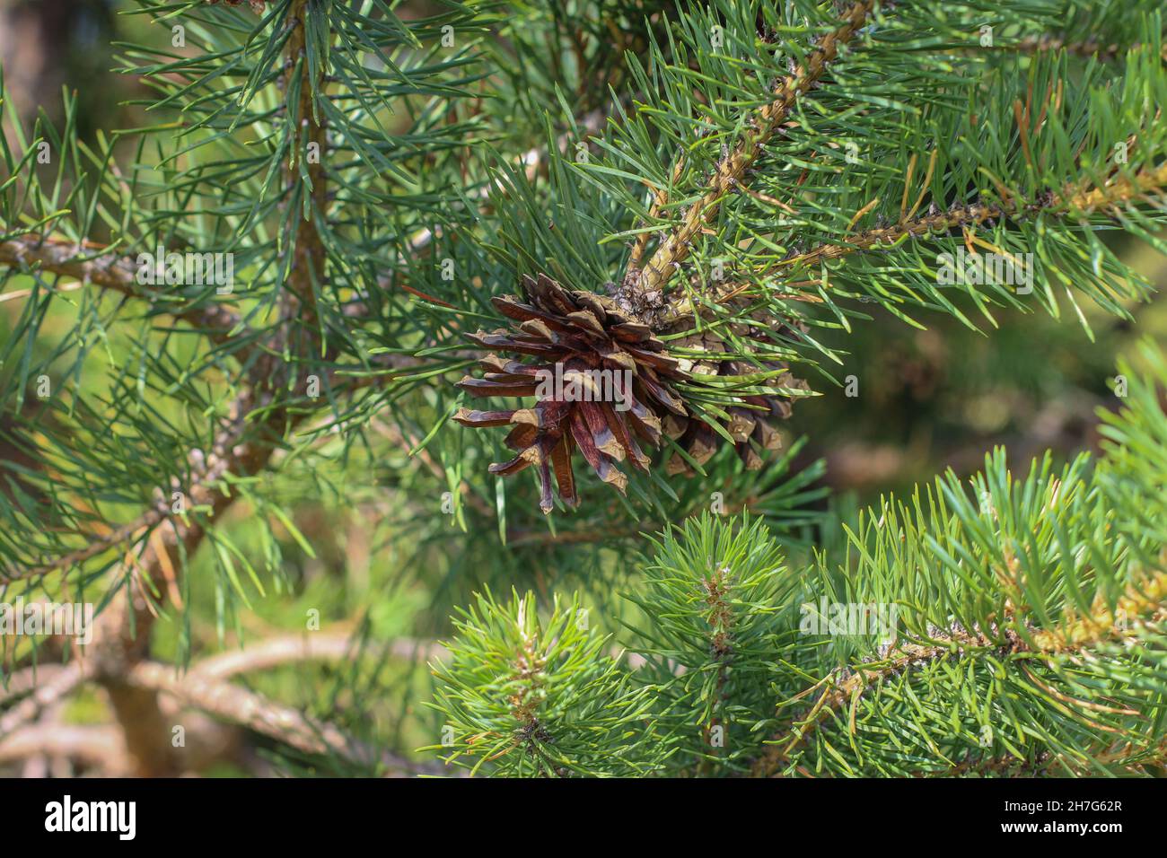 Cône de semence mûr mûr brun de pin sylvestre, Pinus sylvestris dans le parc national de Tara, dans l'ouest de la Serbie Banque D'Images