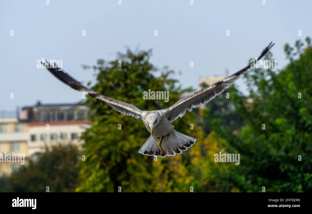 On a vu un mouette élargir ses ailes pour atterrir à Istanbul. Banque D'Images