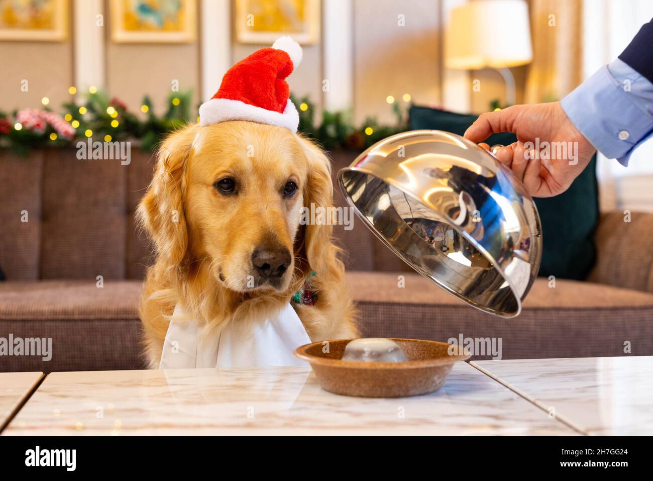 USAGE ÉDITORIAL EXCLUSIF Golden Retriever Boris est prêt à goûter le nouveau menu festif de Hilton pour les chiens, au Biltmore Mayfair, LXR Hotels & Resorts, Londres.Date de publication : le mardi 23 novembre 2021. Banque D'Images