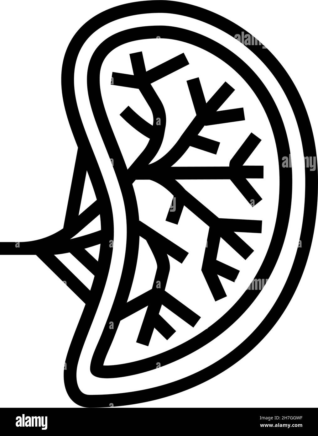 illustration vectorielle de l'icône de la ligne d'organe humain de la rate Illustration de Vecteur