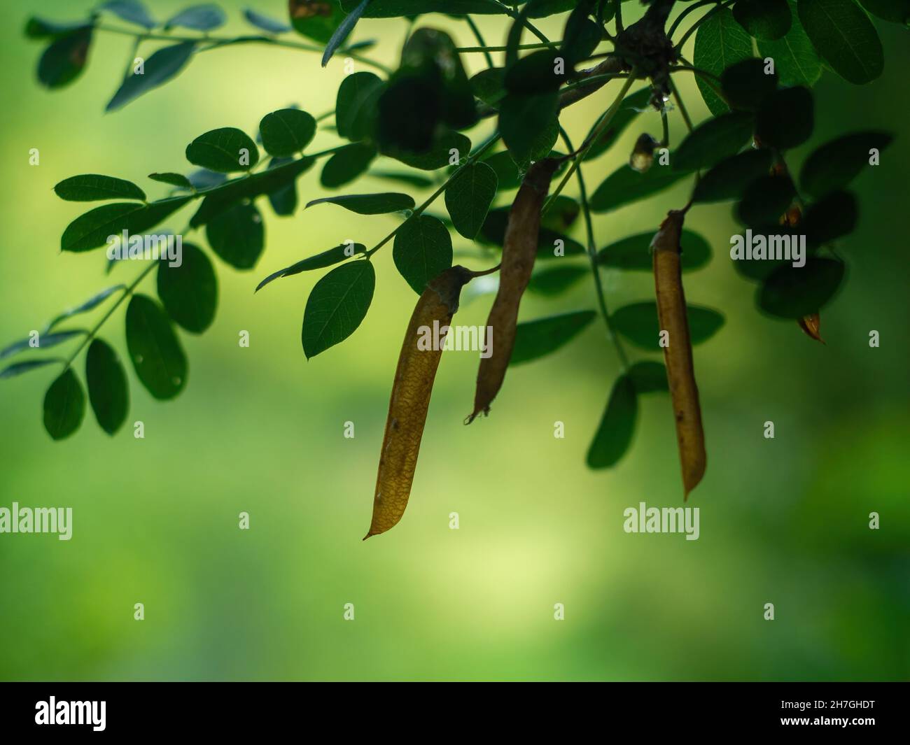 graines d'acacia sur un arbre, en été Banque D'Images
