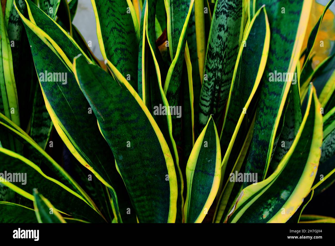 Feuilles vertes de Sansevieria trifasciata ou plante de serpent Banque D'Images