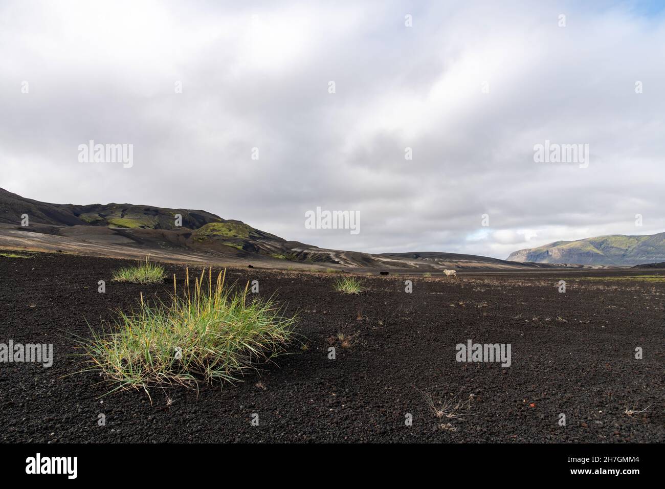Vue à angle bas de quelques herbes dans un paysage autrement stérile de roche de lave noire du volcan Katla voisin sur l'Islande avec des montagnes à l'arrière Banque D'Images
