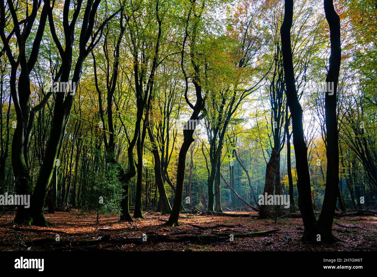 Jour d'automne ensoleillé dans la forêt entre Putten et Ermelo, pays-Bas Banque D'Images