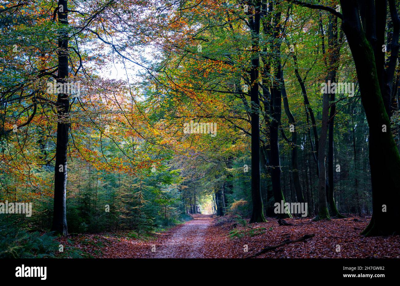 Jour d'automne ensoleillé dans la forêt entre Putten et Ermelo, pays-Bas Banque D'Images