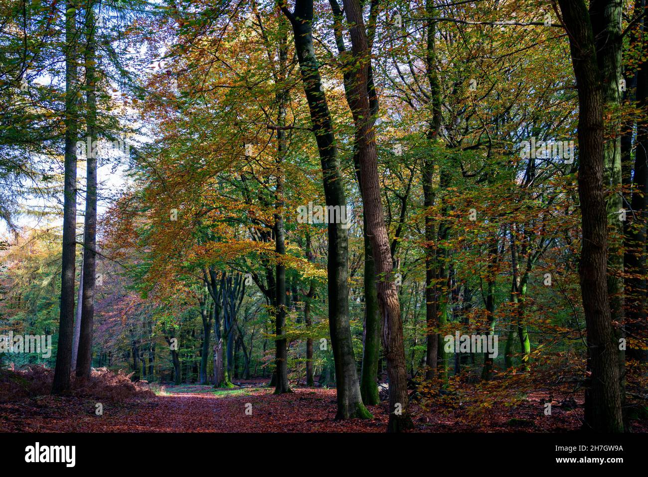 Jour d'automne ensoleillé dans la forêt entre Putten et Ermelo, pays-Bas Banque D'Images