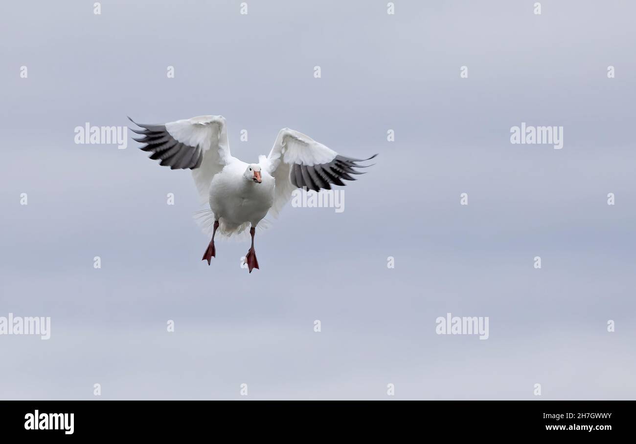 Une bernache des neiges seule volant dans un étang local en automne au Canada Banque D'Images