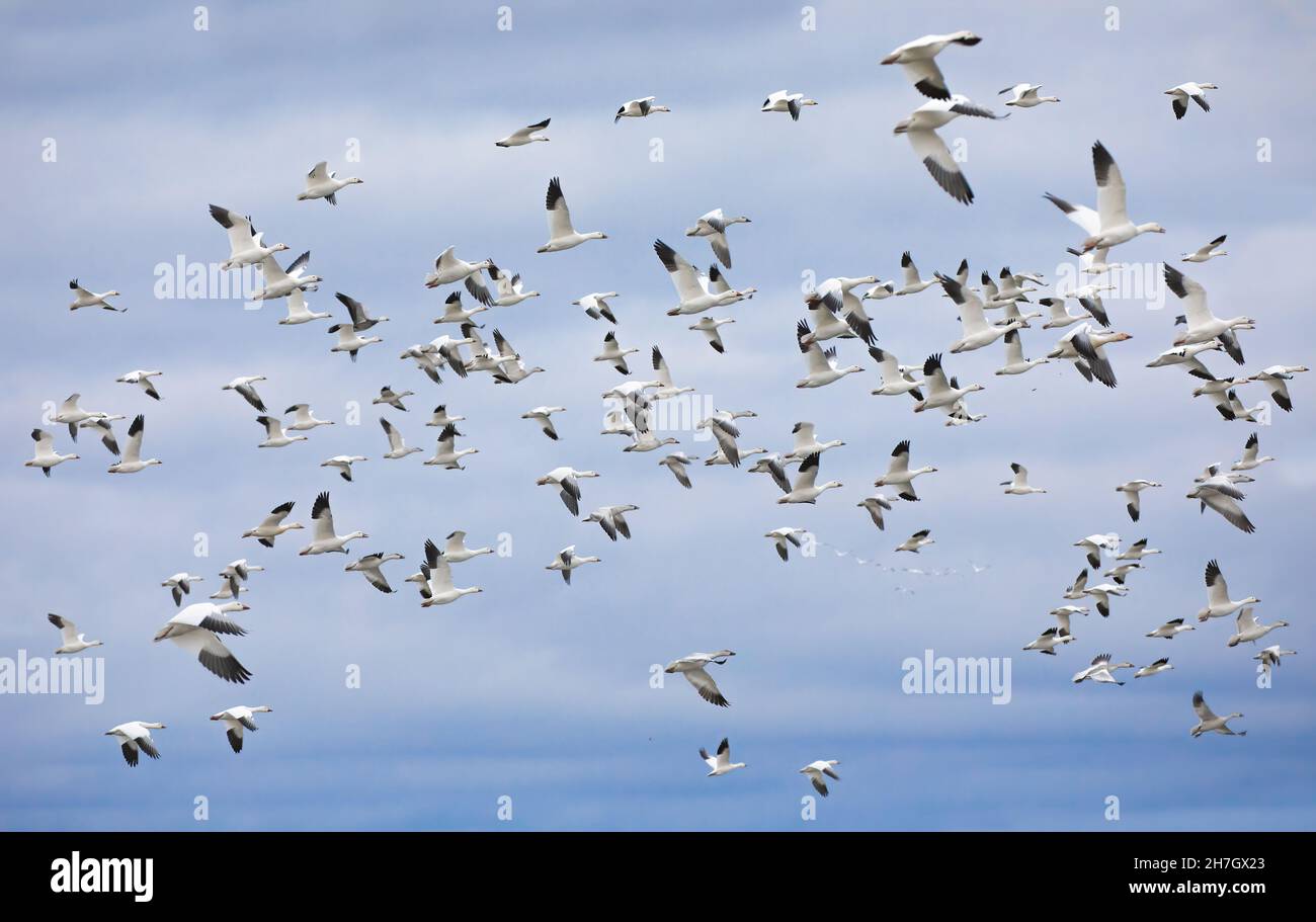 Un troupeau d'oies des neiges en migration se dirigeant vers le nord à l'automne au Canada Banque D'Images