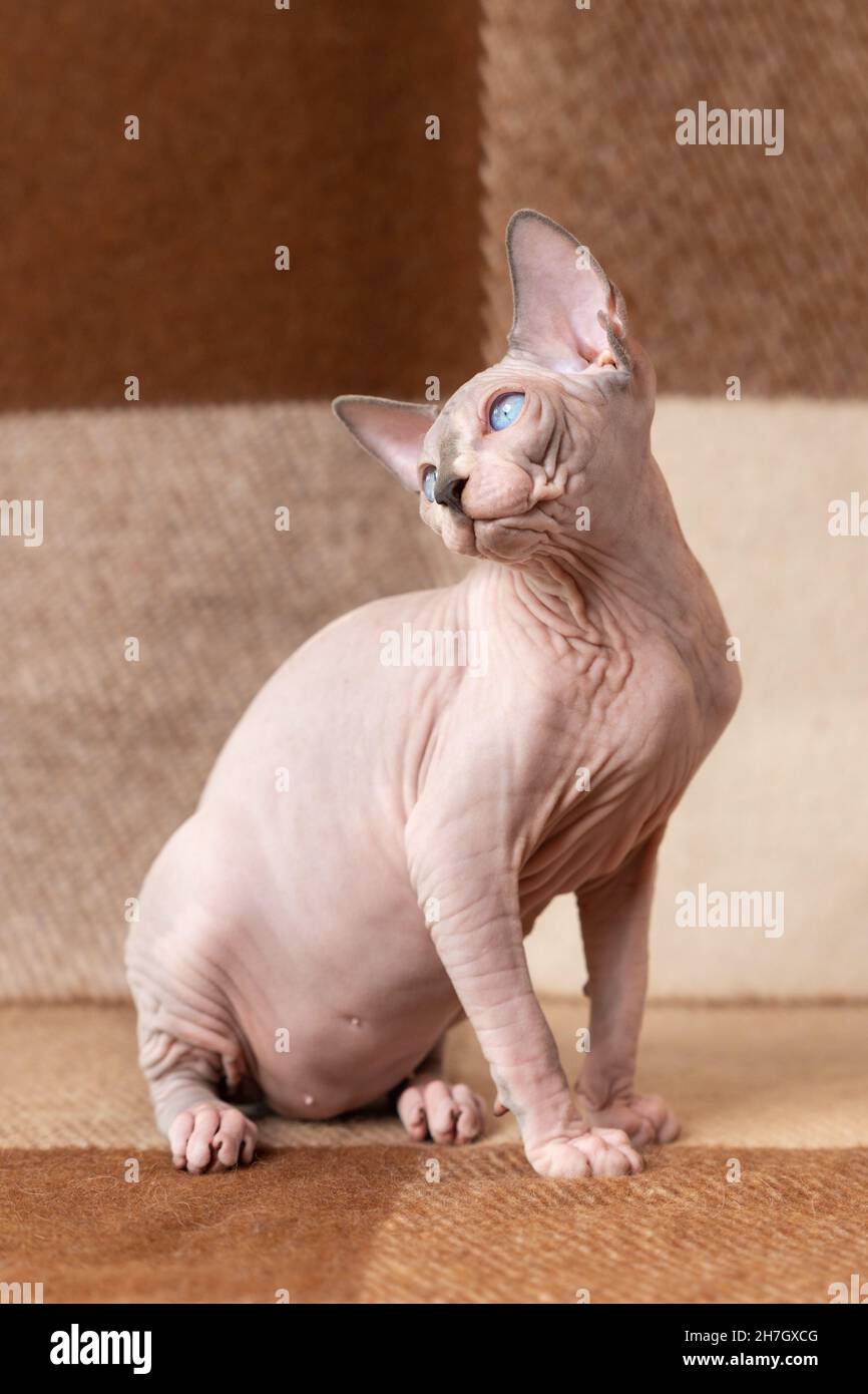 Le chaton masculin Sphinx canadien de luxe est assis sur une couverture en cachemire brun et beige et pose, montrant la poitrine et le ventre, jetant la tête vers l'arrière et regardant Banque D'Images
