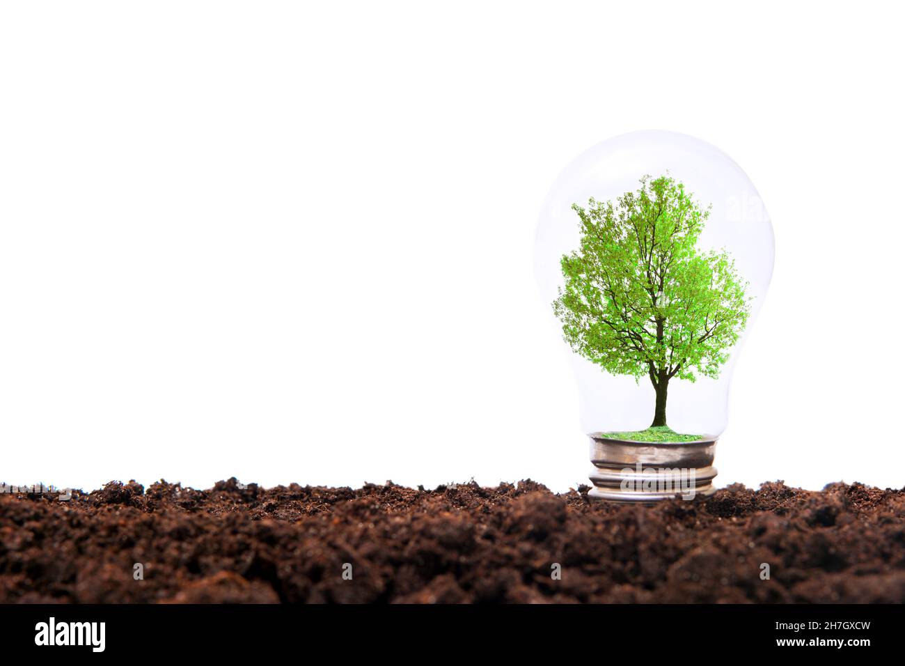 Arbre miniature à l'intérieur d'une ampoule qui pousse dans le sol.Concept d'énergie propre et durable. Banque D'Images