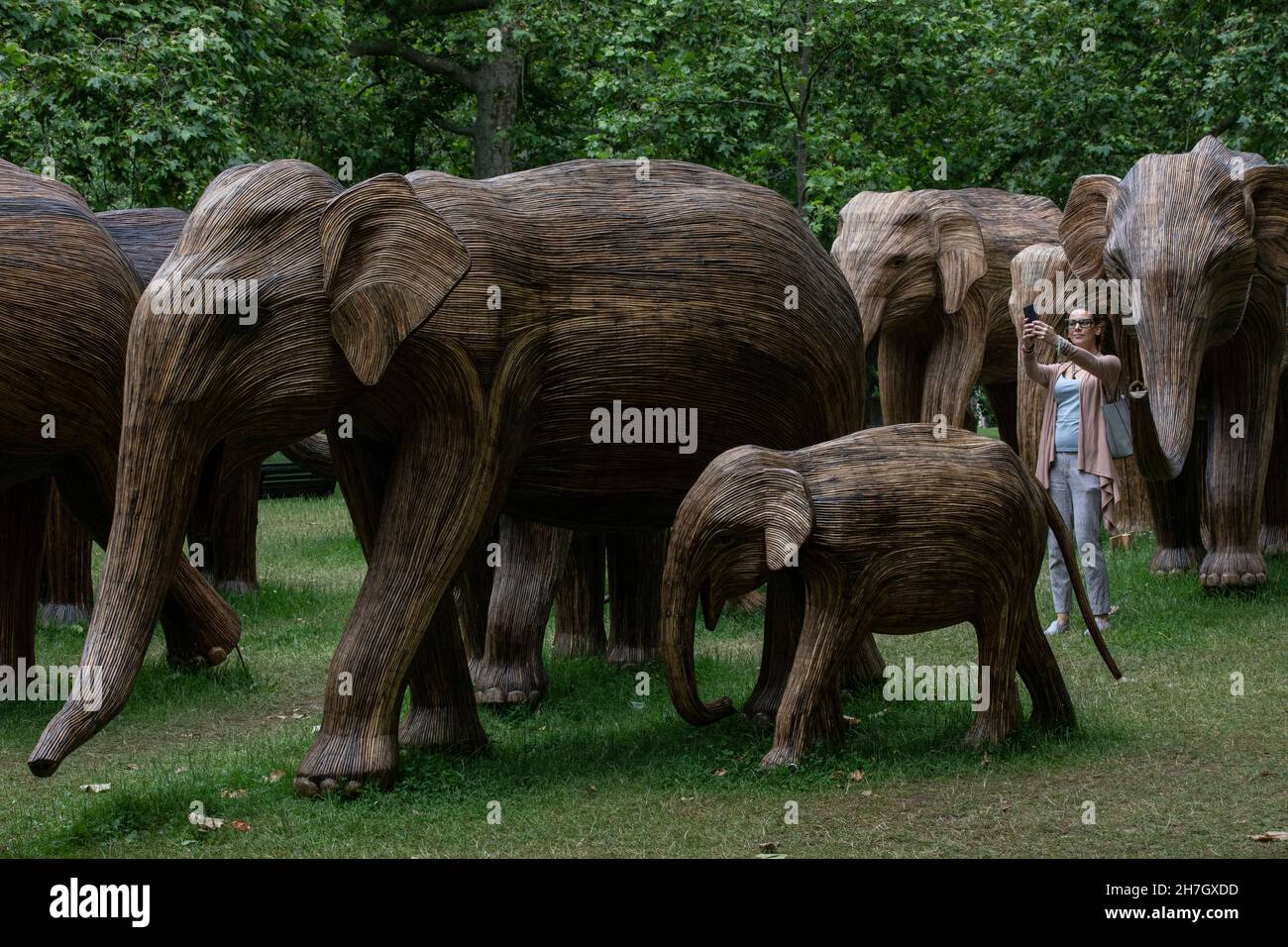 Exposition d'art environnemental de coexistence avec 100 éléphants de lantana grandeur nature à Green Park, amassé plus de 3 millions de livres pour des projets humains-animaux sauvages à Londres. Banque D'Images