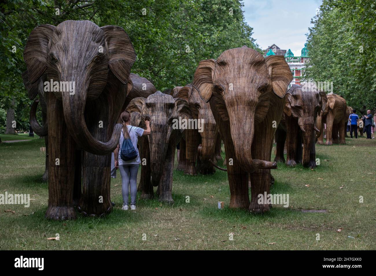 Exposition d'art environnemental de coexistence avec 100 éléphants de lantana grandeur nature à Green Park, amassé plus de 3 millions de livres pour des projets humains-animaux sauvages à Londres. Banque D'Images