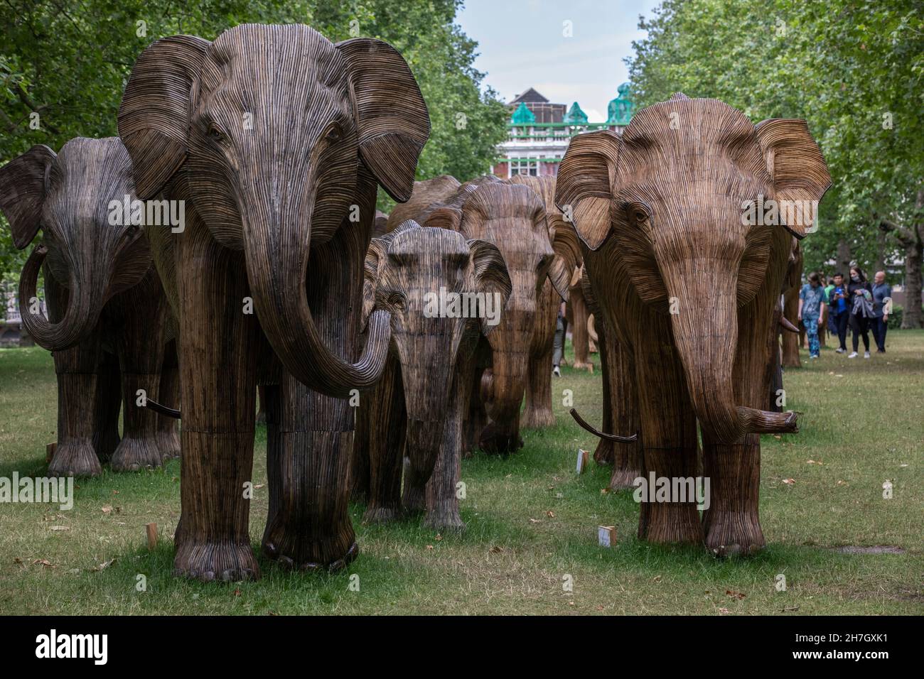 Exposition d'art environnemental de coexistence avec 100 éléphants de lantana grandeur nature à Green Park, amassé plus de 3 millions de livres pour des projets humains-animaux sauvages à Londres. Banque D'Images