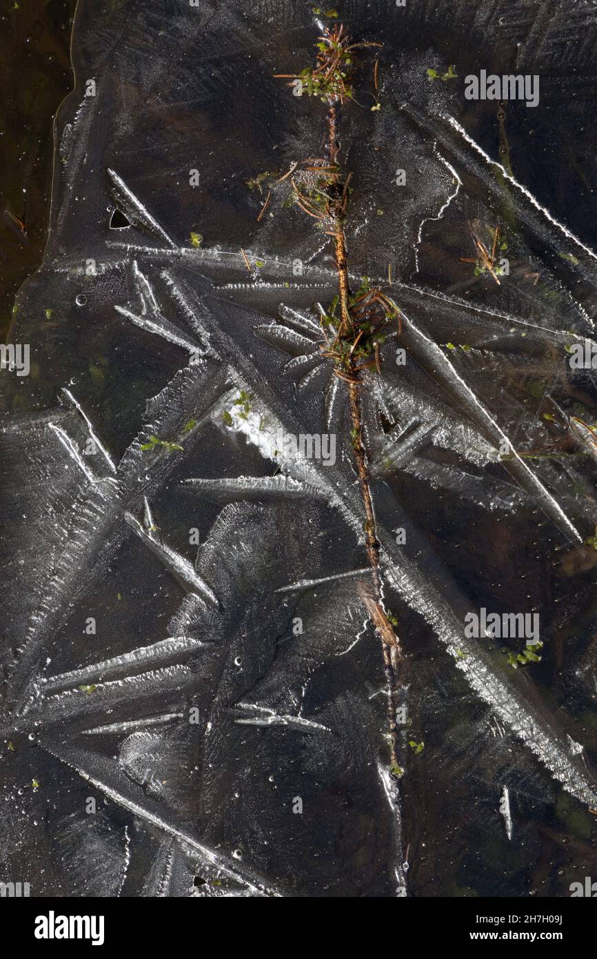 Belle structure de glace avec des lignes à motifs blanches et une branche de conifères en gros plan Banque D'Images