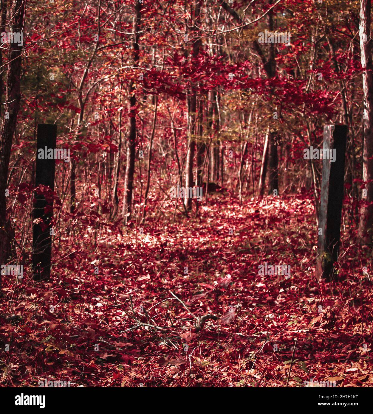 Une charmante forêt de feuilles rouges en automne Banque D'Images