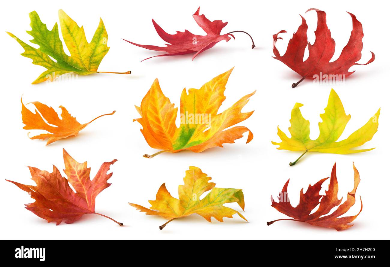 Feuilles d'automne isolées.Feuilles mortes colorées sur le sol avec ombre isolée sur fond blanc Banque D'Images