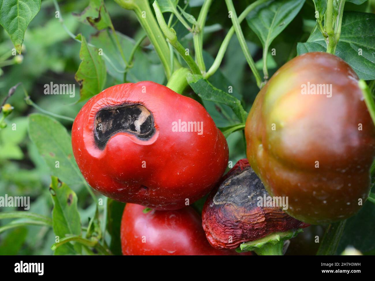 Anthracnose maladie du poivron.Un gros plan de fruits mûrs au poivron rouge endommagé par la pourriture, symptôme de la maladie d'anthracnose. Banque D'Images