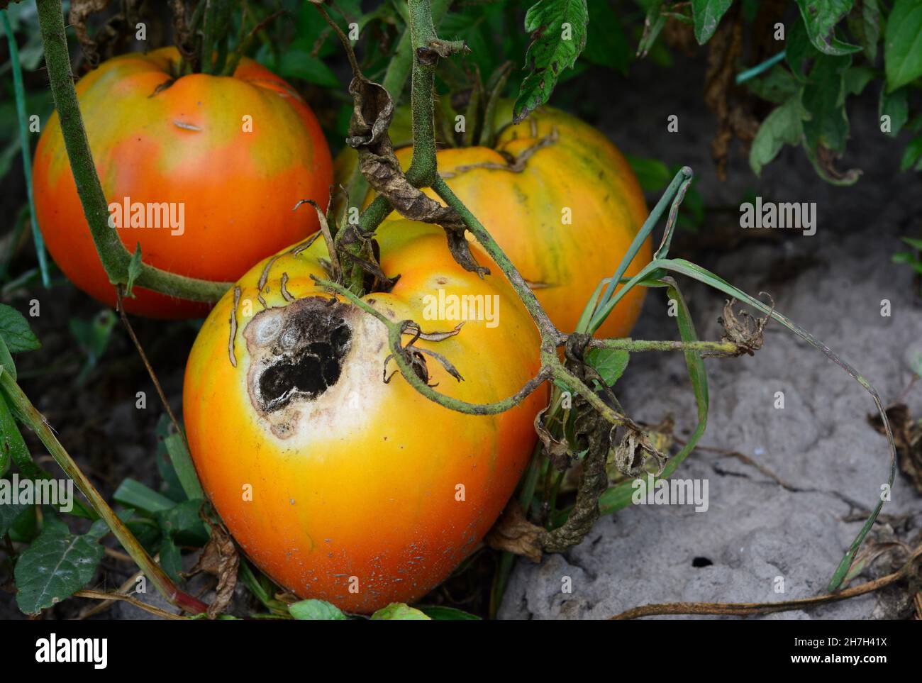 Maladie de la tomate signes d'anthracnose.Gros plan de tomates à la pourriture mûre infectées par l'anthracnose. Banque D'Images