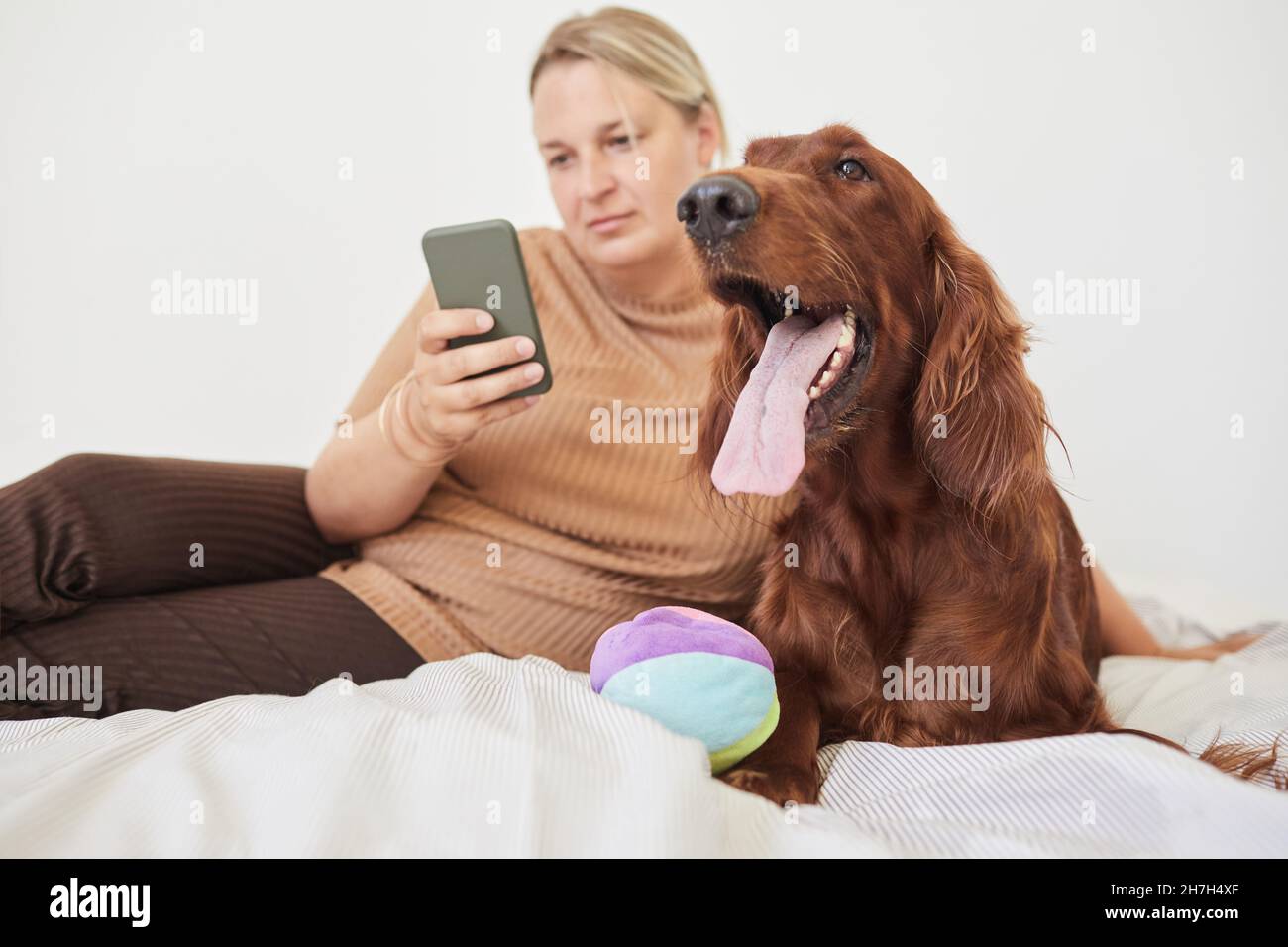 Portrait d'un chien Setter irlandais sur le lit avec une femme utilisant un smartphone, espace de copie Banque D'Images