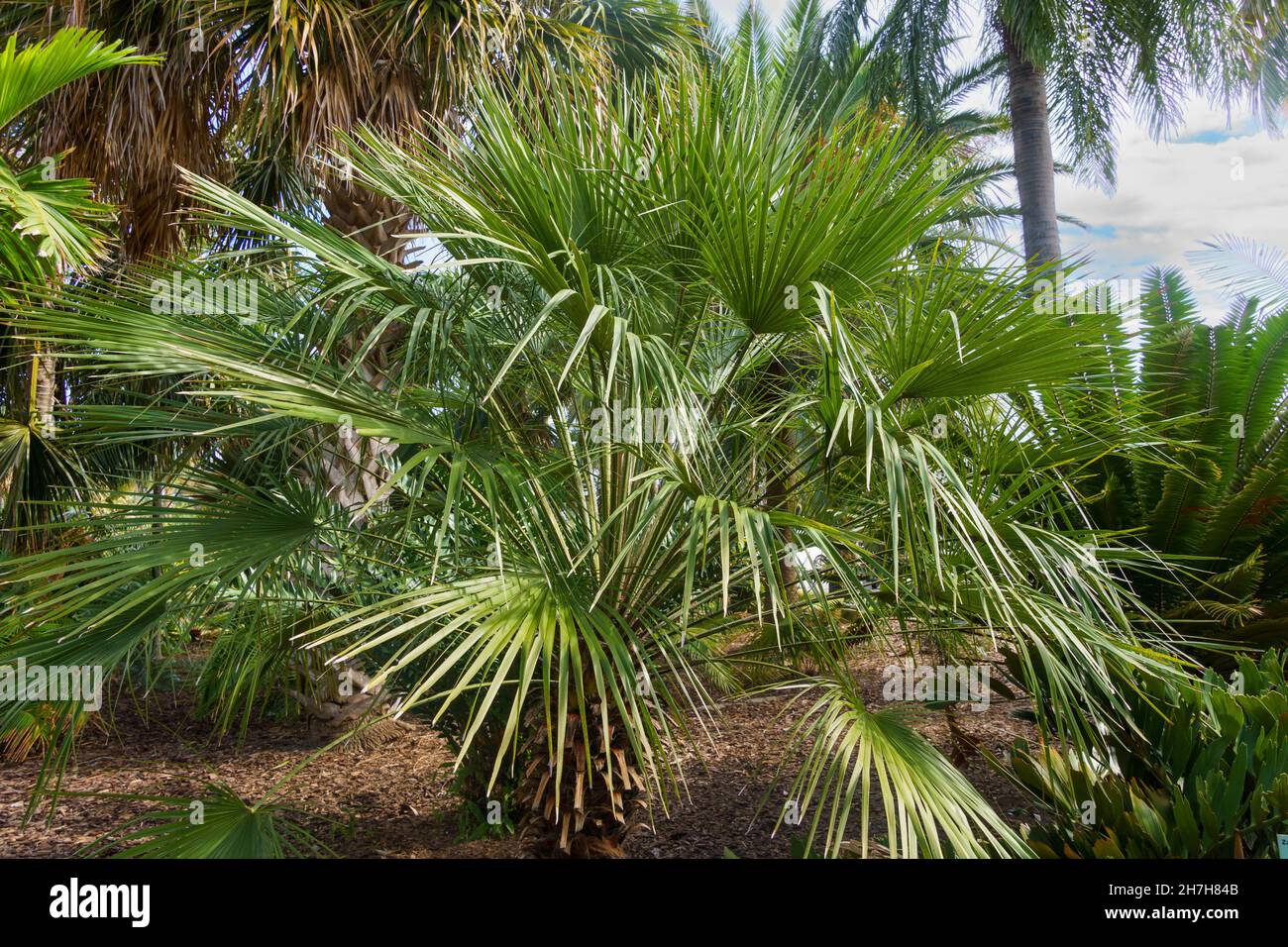 Palmier éventail européen alias palmier nain méditerranéen (Chamaerops humilis) Floride, États
