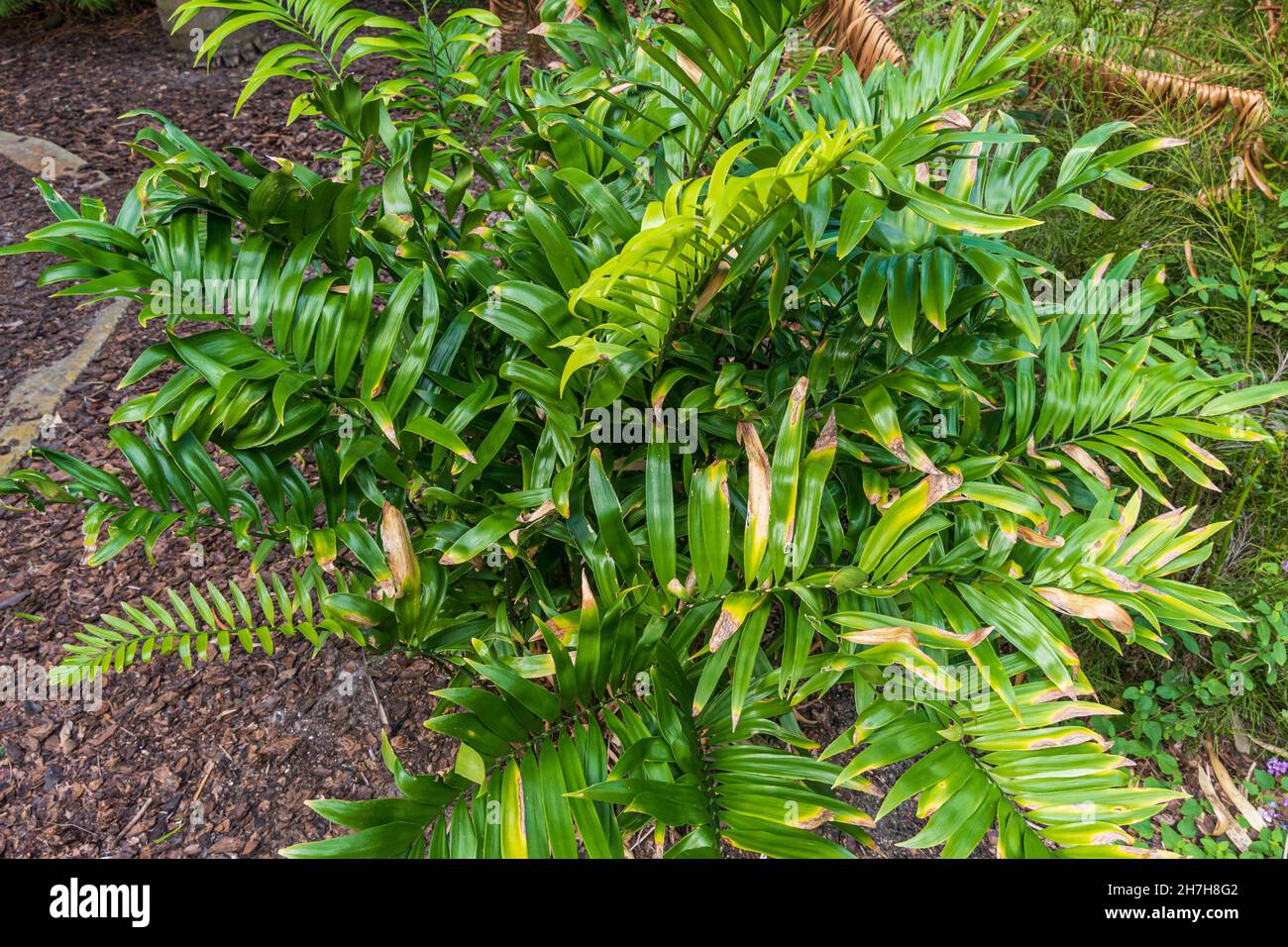 Espèce de plante cycad Zamia muricata, trouvée en Colombie et au Venezuela - Floride, Etats-Unis Banque D'Images