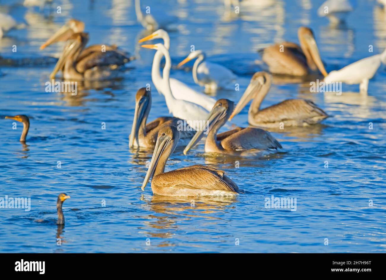 Groupe de pélicans bruns (Pelecanus occidentalis) et de grands aigrettes blanches (Ardea alba), pêche, île de Sanibel, J.N. Ding Darling National Wildlife Refu Banque D'Images