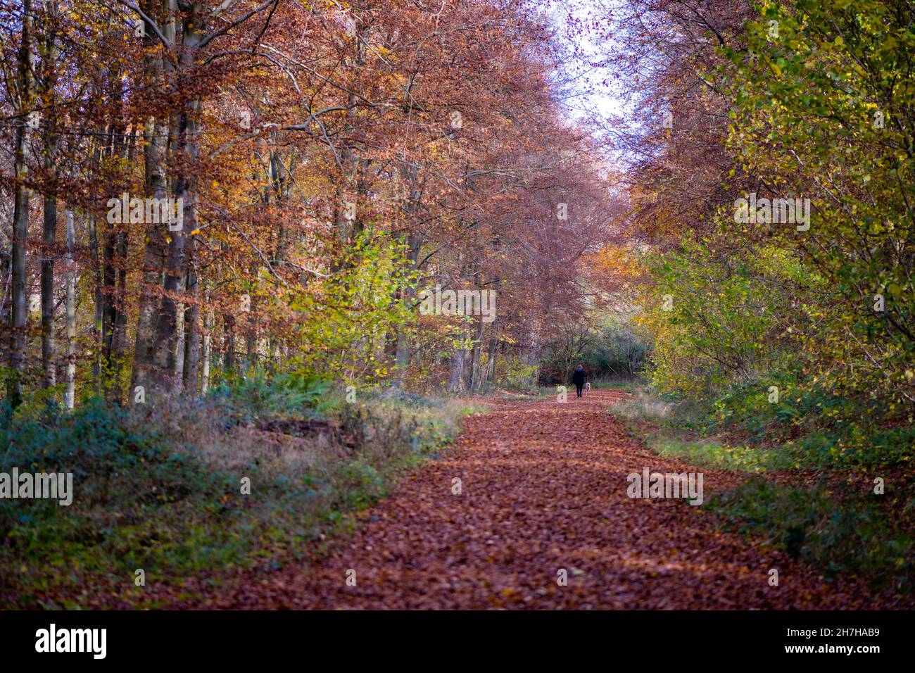 Marcher le chien au milieu des feuilles d'automne, Forêt de Blackwood, Winchester, Hampshire, Royaume-Uni Banque D'Images