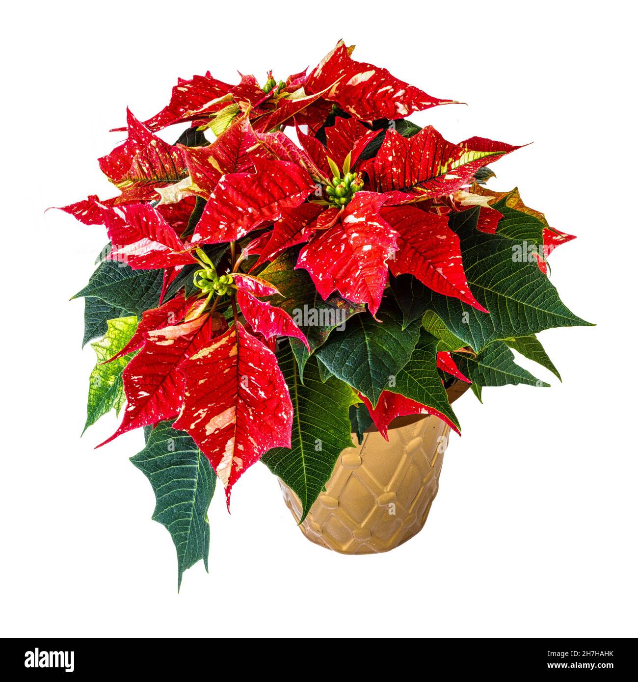 Plante poinsettia varigée en pot isolée sur blanc. Banque D'Images