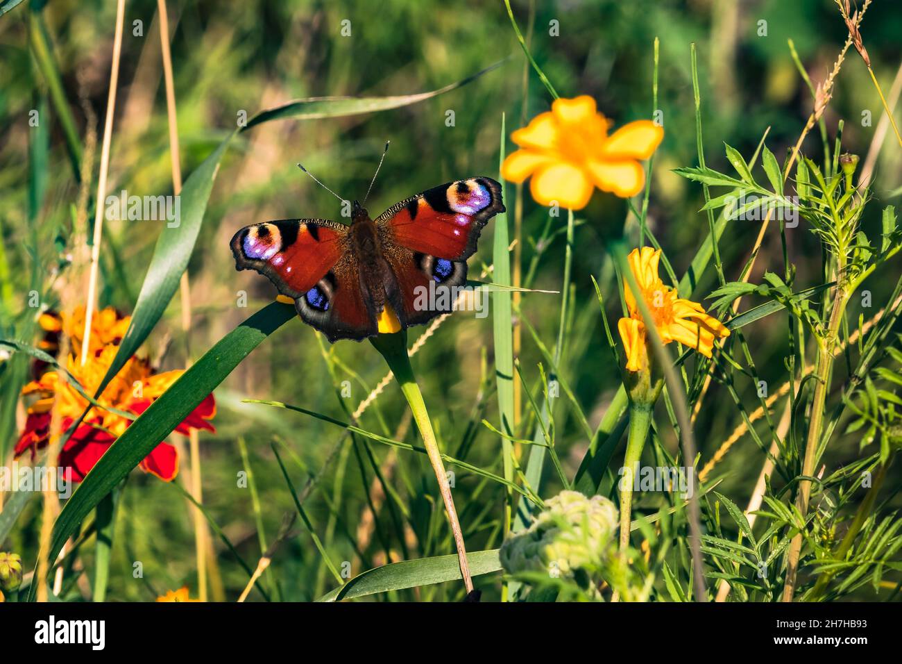 Paon coloré papillon assis sur une fleur jaune dans un pré de fleurs Banque D'Images