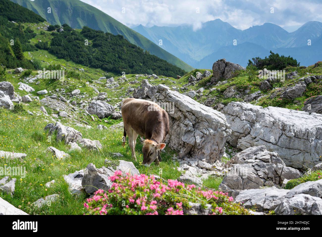 Jeunes bovins, Allgäu Braunvieh, race de bovins domestiques (Bos primigenius taurus), Koblin am Nebelhorn, près d'Oberstdorf, Alllgäu, Allgäu,Bavière, GE Banque D'Images