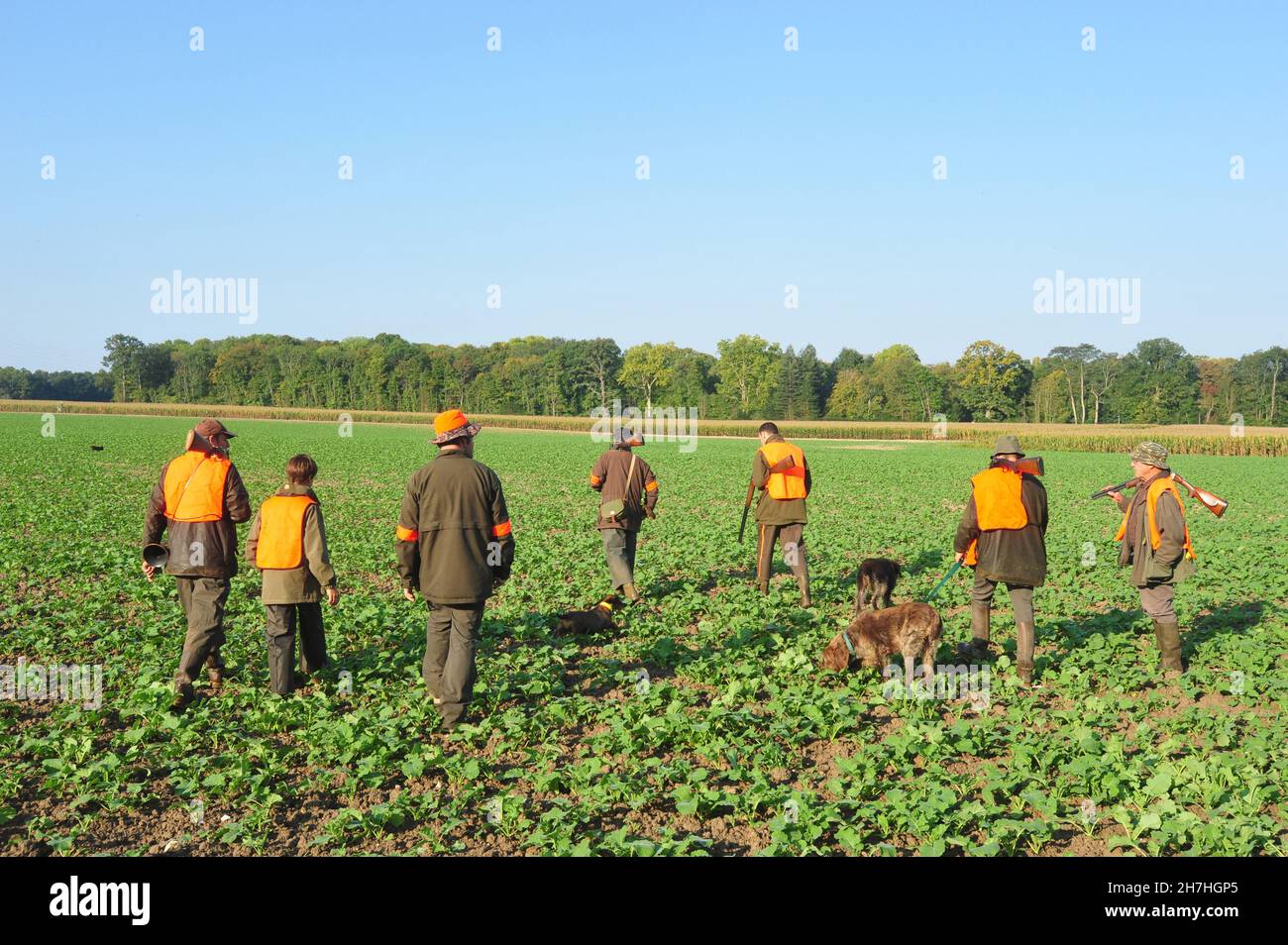 FRANCE.LES CHASSEURS AVEC LEURS CHIENS PENDANT UNE PETITE CHASSE AU GIBIER SUR LE TERRAIN OUVERT. Banque D'Images