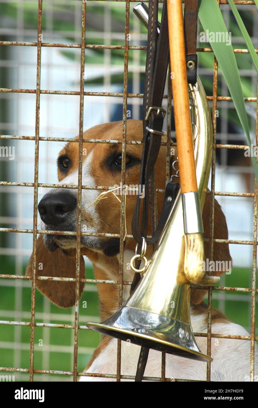 FRANCE.VENERY.CHIEN DE CHASSE ET CORNE DE CHASSE. Banque D'Images