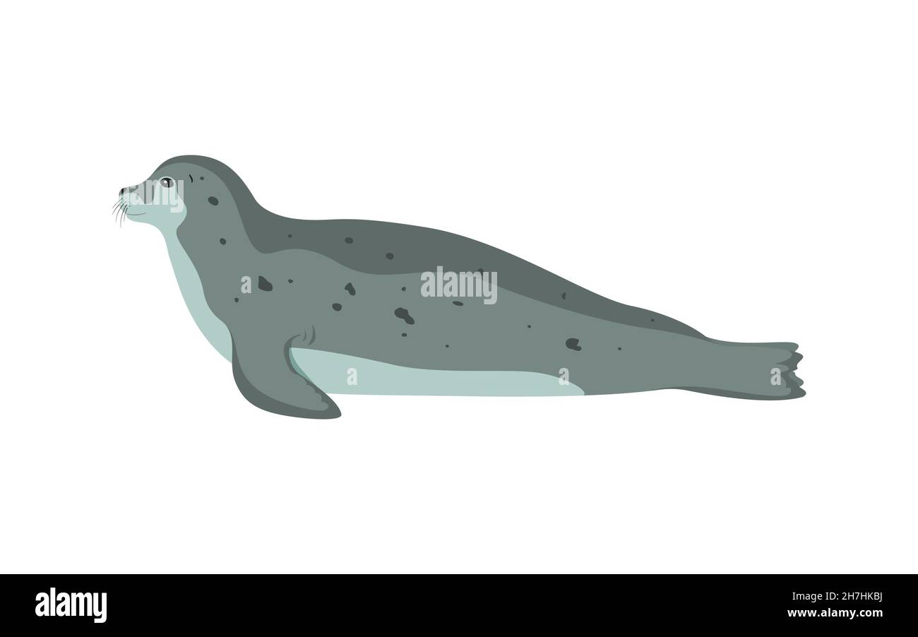 Phoque animal océanique.Illustration vectorielle d'un sceau de gris marin inclinable isolé sur fond blanc.Vue latérale, style plat. Illustration de Vecteur