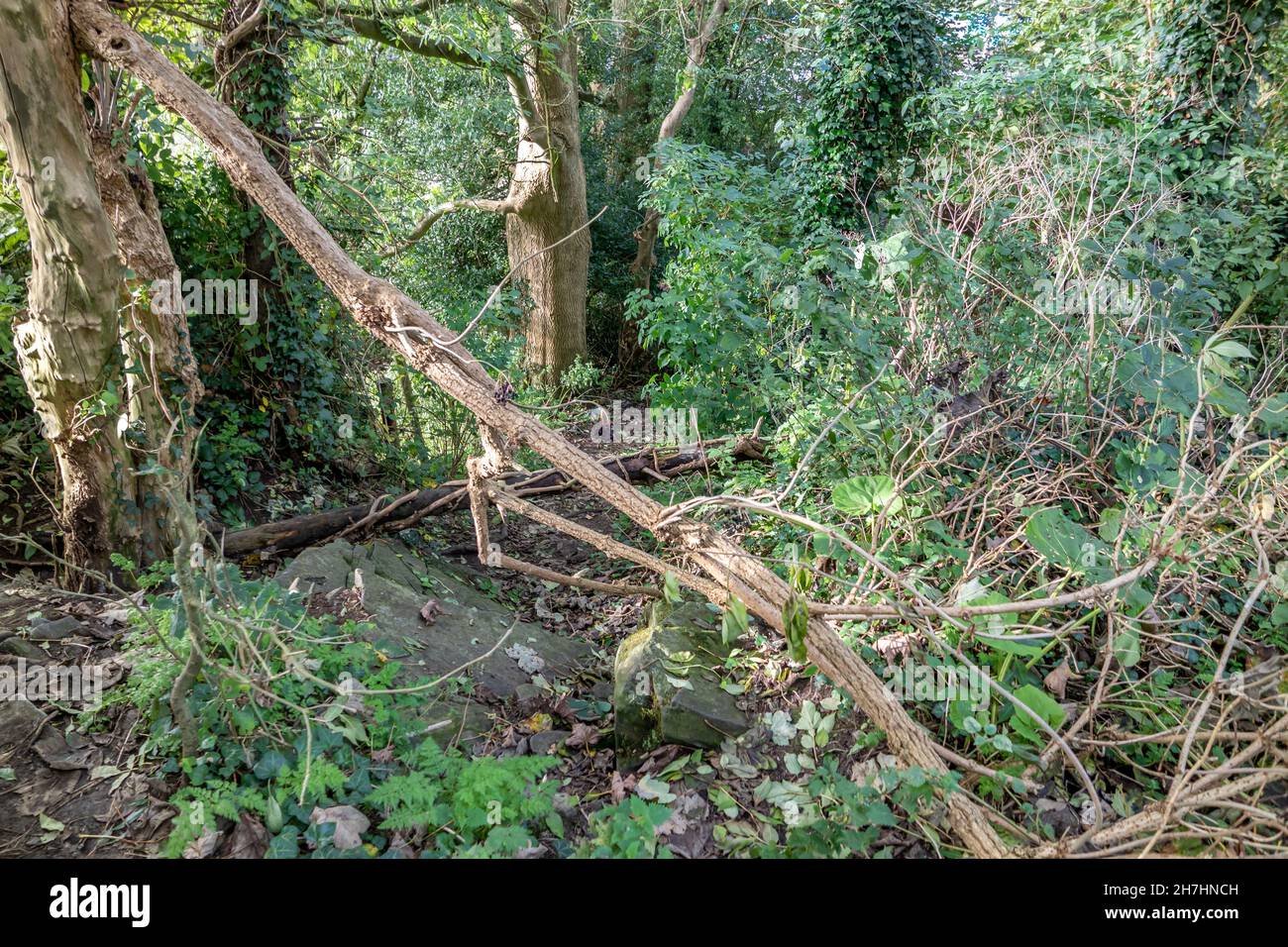 L'arbre déchu bloque le chemin dans Raphoe, comté de Donegal - Irlande. Banque D'Images