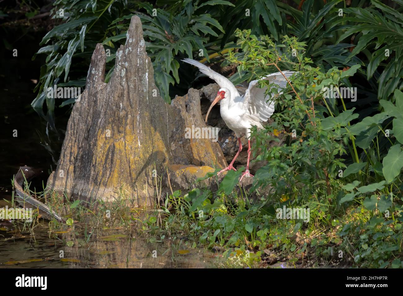 Ibis blanc surpassé dans le marais de Floride Banque D'Images