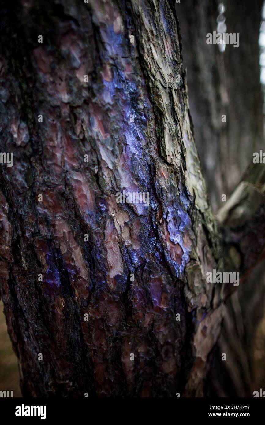 Arbre avec peinture en spray pailletée violette sur lui gros plan tronc d'arbre peinture en spray peint vue détaillée peinture en spray scintillante sur l'écorce d'arbre Banque D'Images