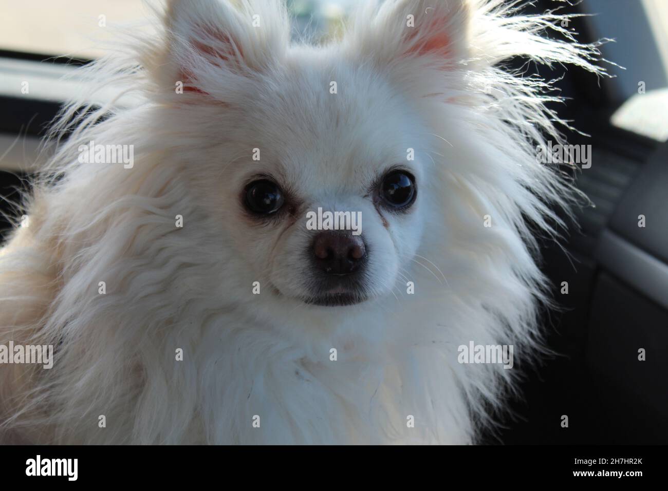 Chihuahua blanc à poil long Photo Stock - Alamy