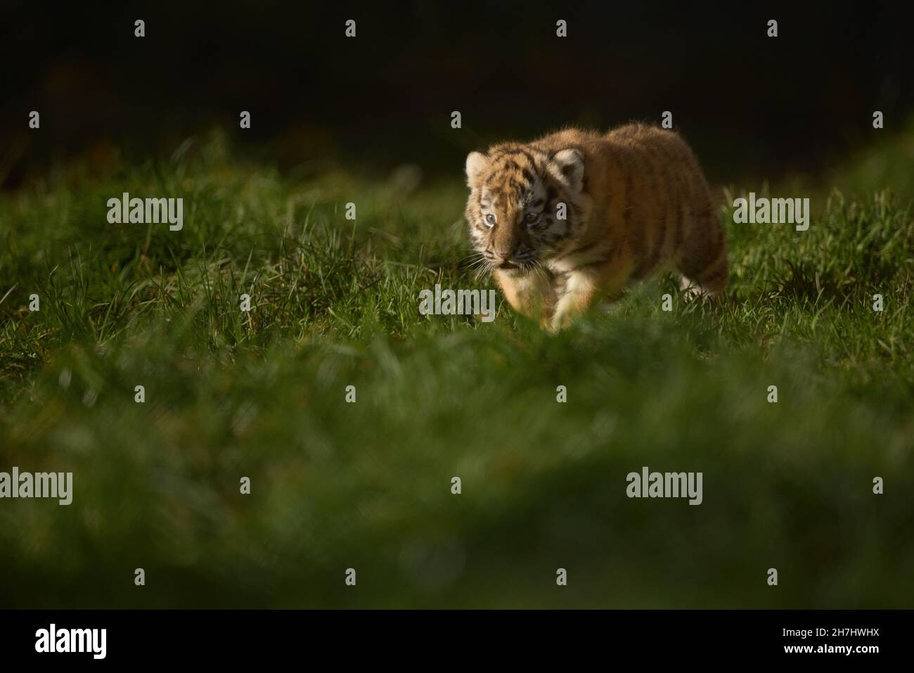 Amur Tiger cub qui traque dans l'herbe Banque D'Images