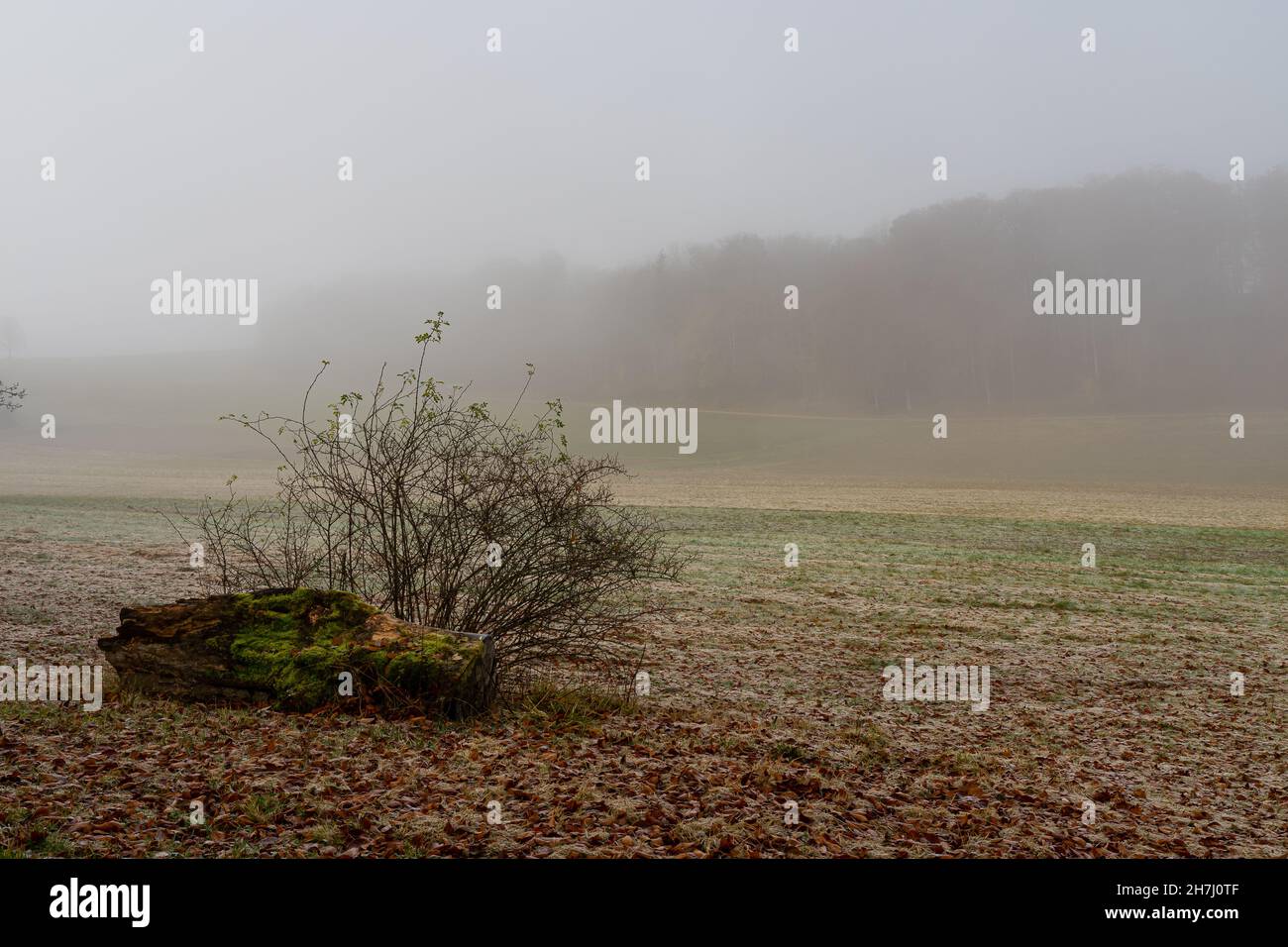 vue sur un champ gelé en hiver Banque D'Images