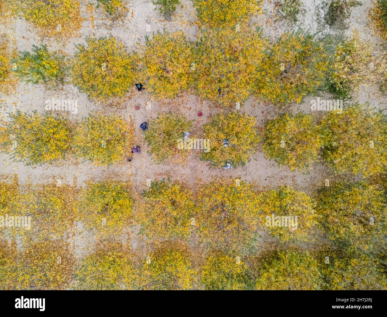 Vue aérienne d'un chargeur déplacement de pommes pour la production de jus Banque D'Images