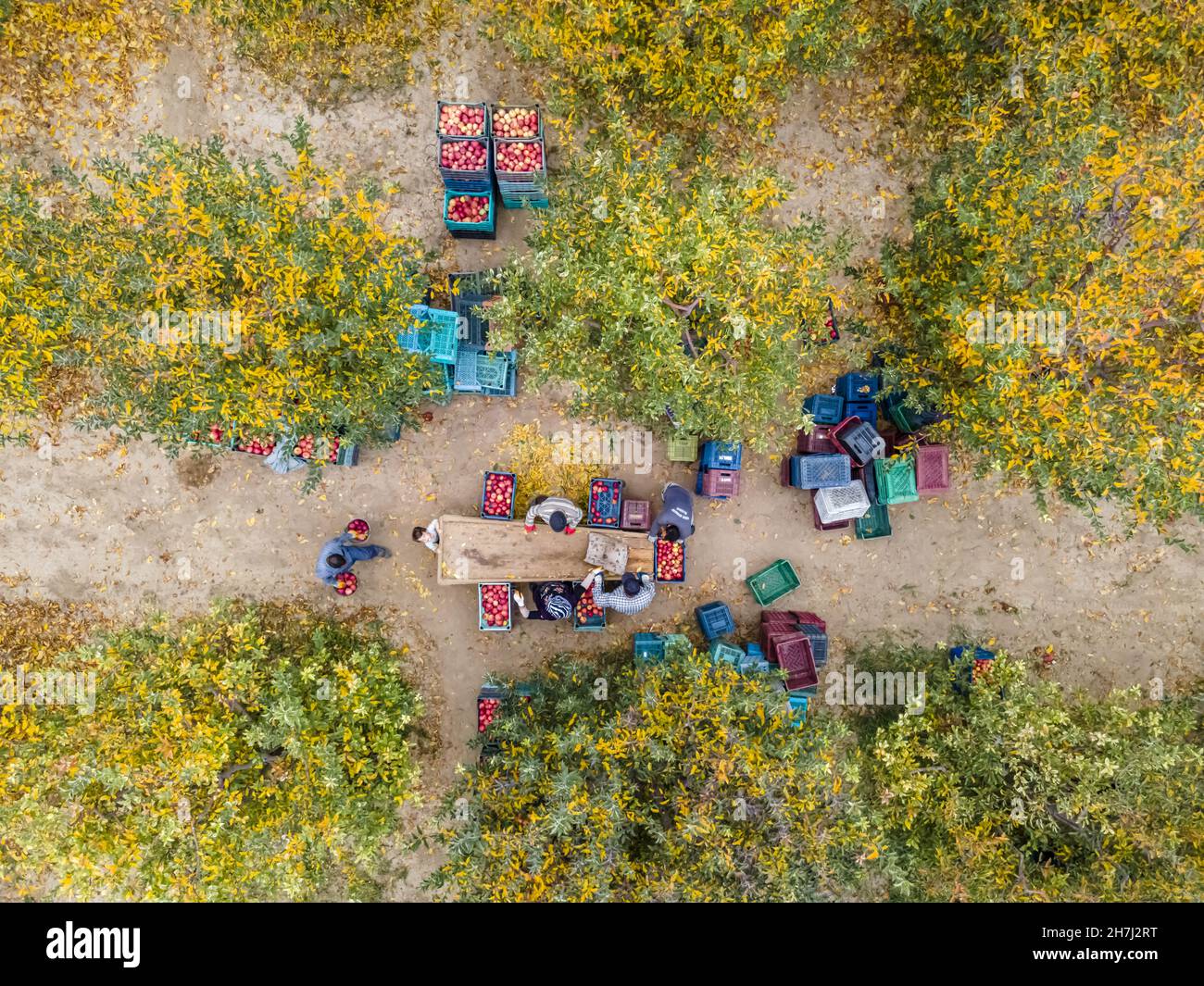 Vue aérienne d'un chargeur déplacement de pommes pour la production de jus Banque D'Images