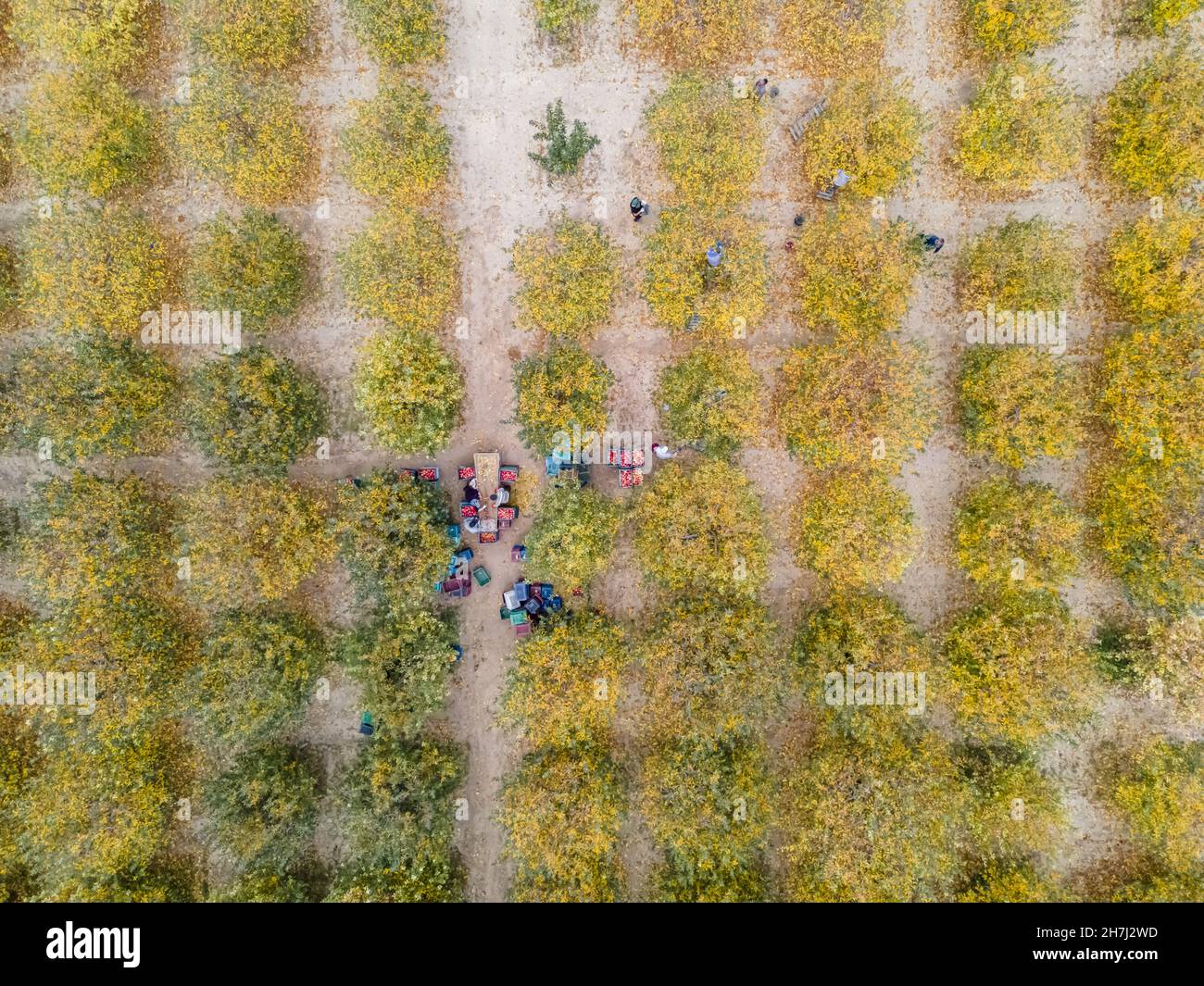 Vue aérienne d'un chargeur déplacement de pommes pour la production de jus Banque D'Images