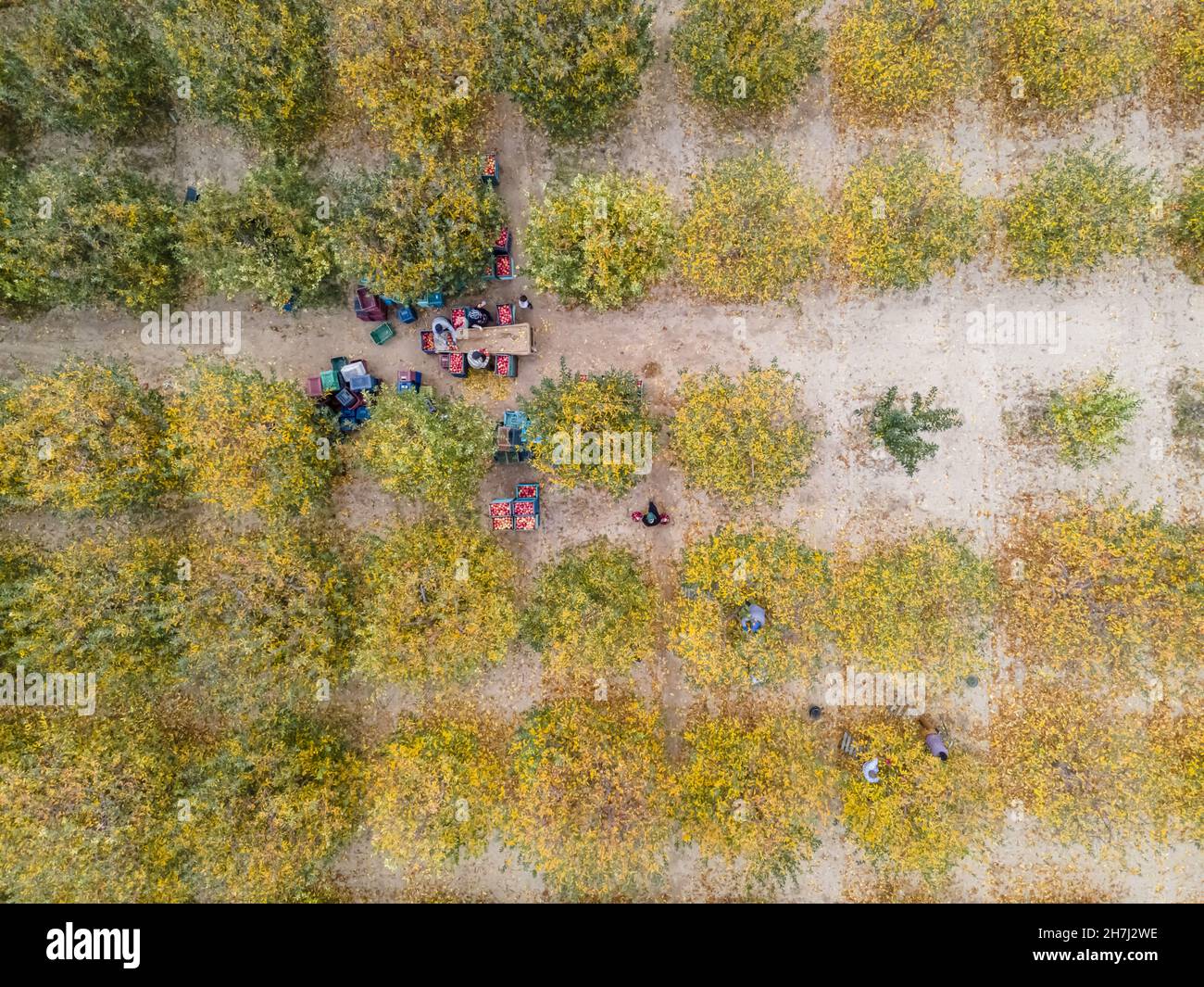 Vue aérienne d'un chargeur déplacement de pommes pour la production de jus Banque D'Images