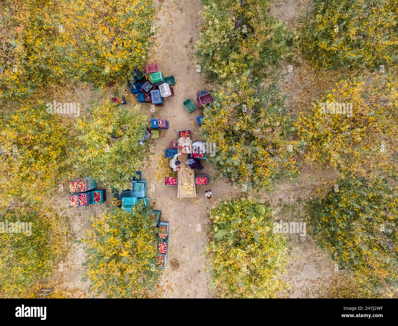 Vue aérienne d'un chargeur déplacement de pommes pour la production de jus Banque D'Images