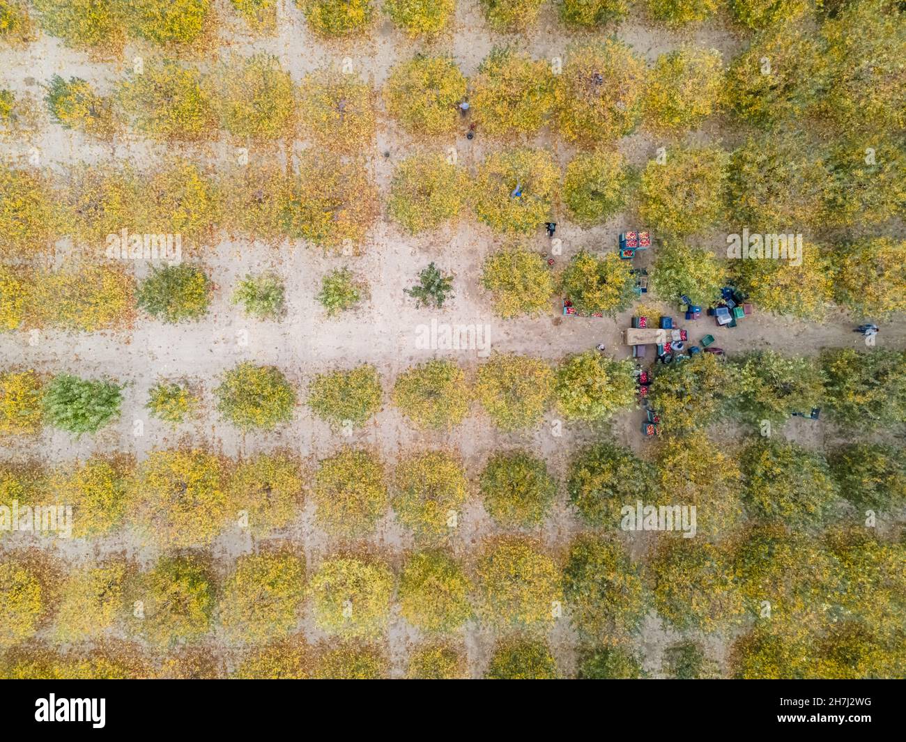 Vue aérienne d'un chargeur déplacement de pommes pour la production de jus Banque D'Images