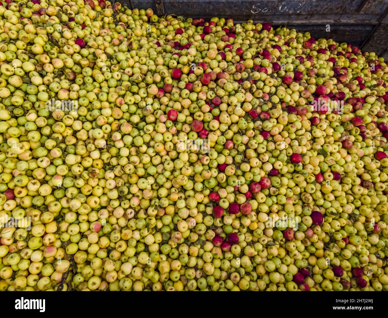Vue aérienne du chargeur déplacement des pommes pour la production de jus Banque D'Images