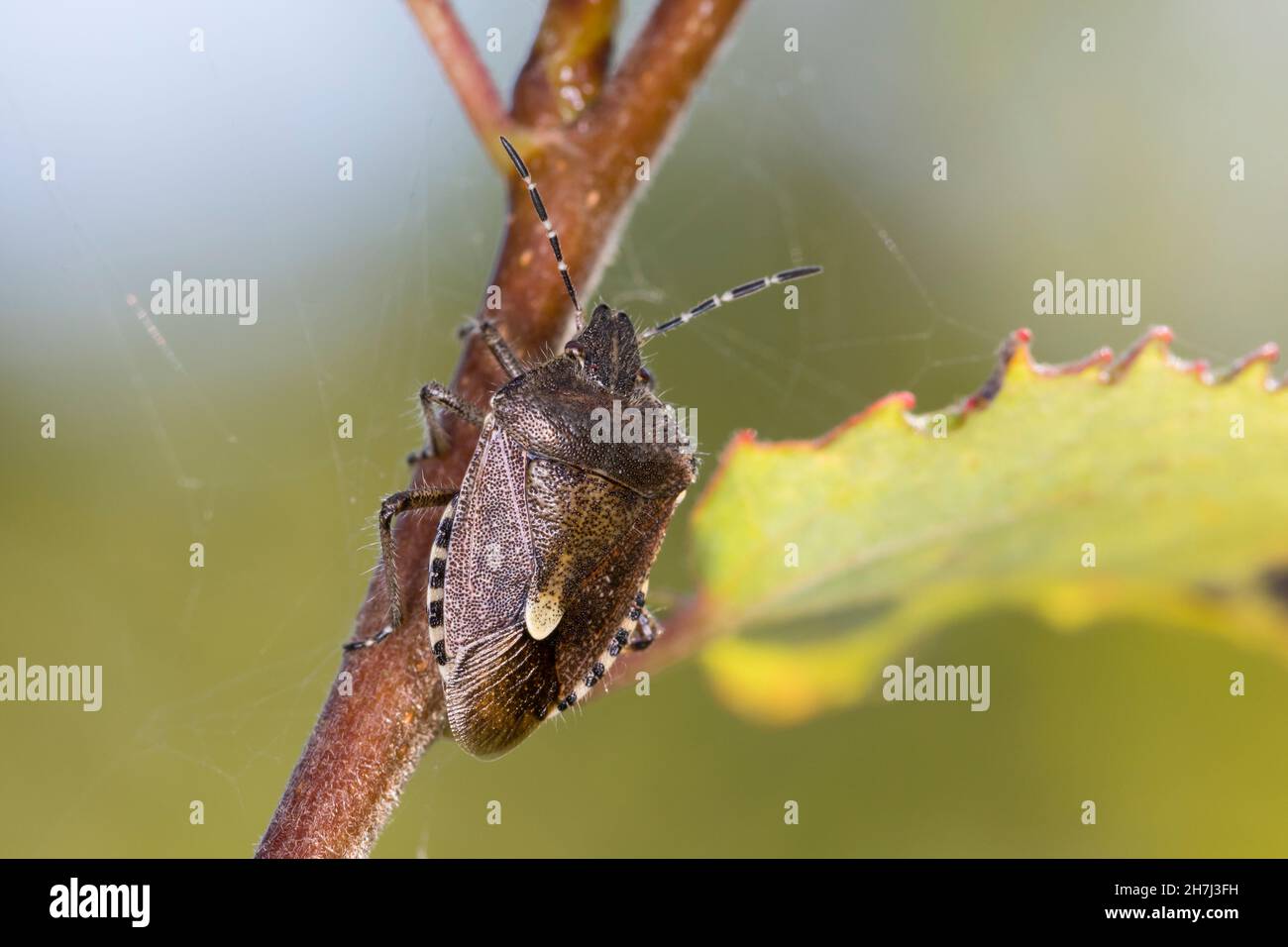 Beerenwanze, Beeren-Wanze, bräunliche Verfärbung im Herbst, Dolycoris baccarum, insecte sloe, insecte, insecte de la chevelure,la Punaise des Baies, la Pentatome Banque D'Images