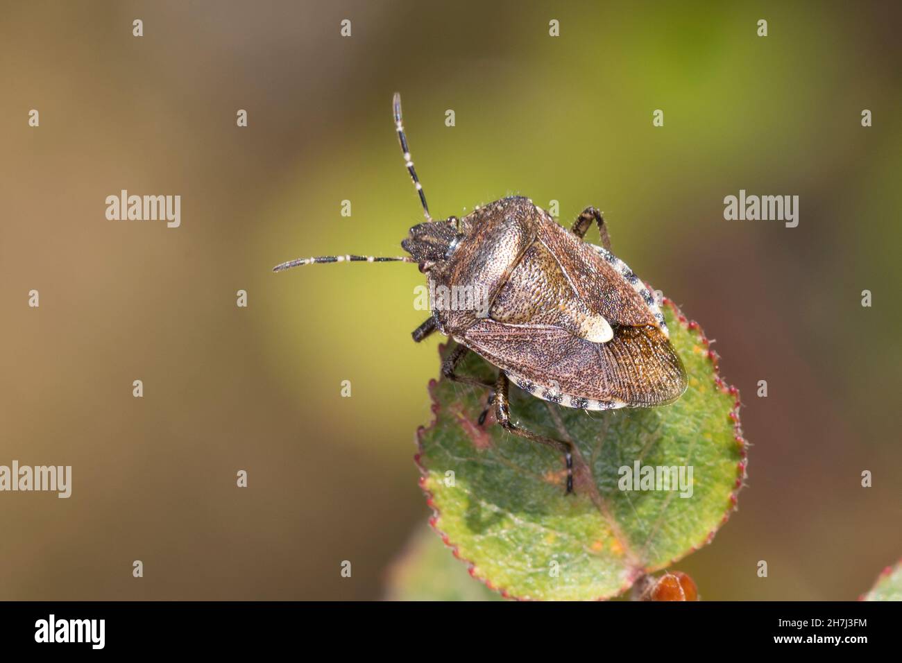 Beerenwanze, Beeren-Wanze, bräunliche Verfärbung im Herbst, Dolycoris baccarum, insecte sloe, insecte, insecte de la chevelure,la Punaise des Baies, la Pentatome Banque D'Images